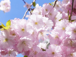 japanese-cherry-trees-724280_1280