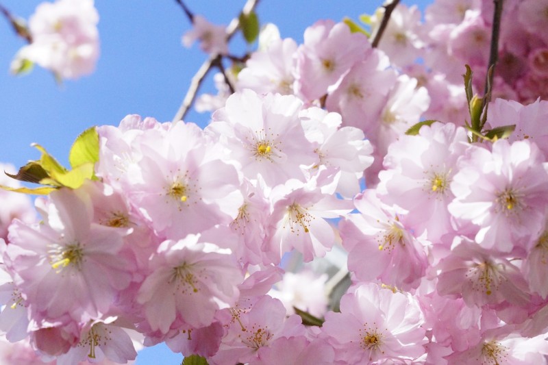 japanese-cherry-trees-724280_1280