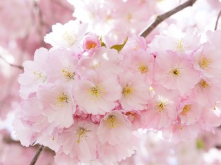 japanese-cherry-trees-724289_1280