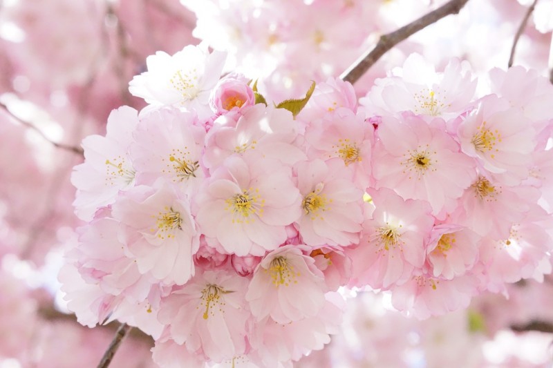 japanese-cherry-trees-724289_1280