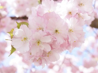 japanese-cherry-trees-724290_1280