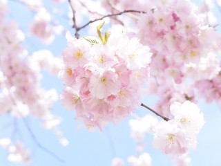 japanese-cherry-trees-724292_1280