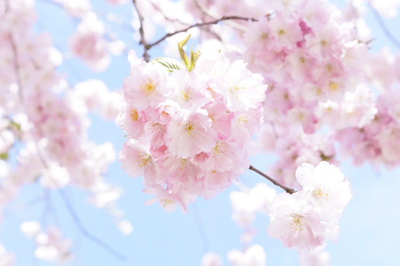 japanese-cherry-trees-724292_1280