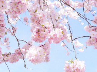 japanese-cherry-trees-724294_1280