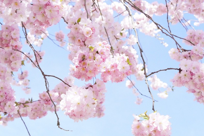 japanese-cherry-trees-724294_1280