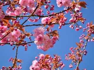 japanese-flowering-cherry-3058342_1280