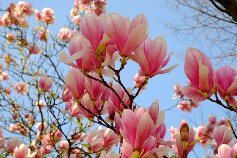 magnolia-2199922_1280