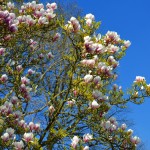 magnolia-2201835