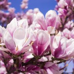 magnolia-2215756
