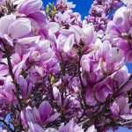 magnolia-2215759
