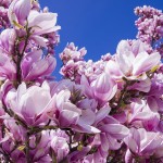 magnolia-2215760