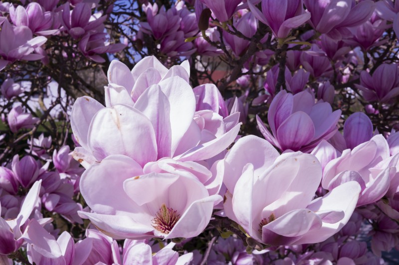 magnolia-2215761