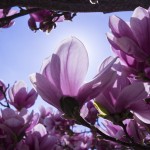 magnolia-2215762