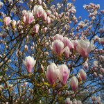 magnolia-2215855