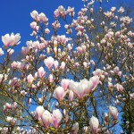 magnolia-2215856