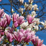 magnolia-3311756