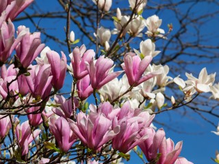 magnolia-3311756