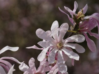 magnolia-3330395_1280