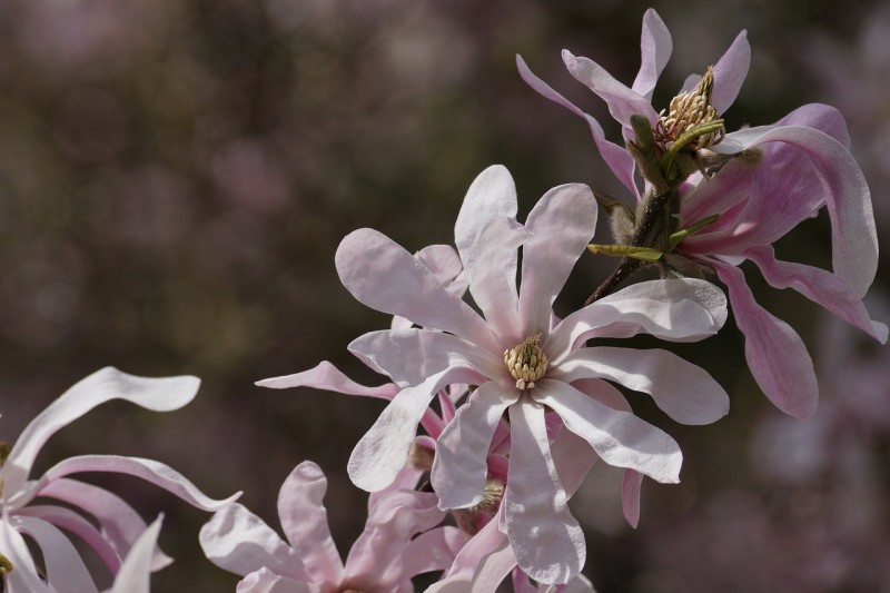 magnolia-3330395_1280