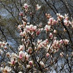 magnolia-tree-1347957