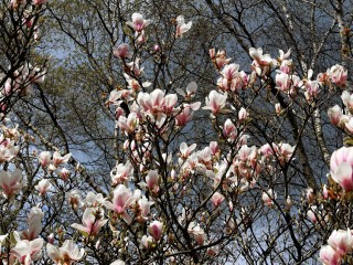 magnolia-tree-1347957