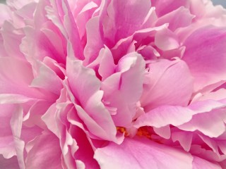 peony-2438192