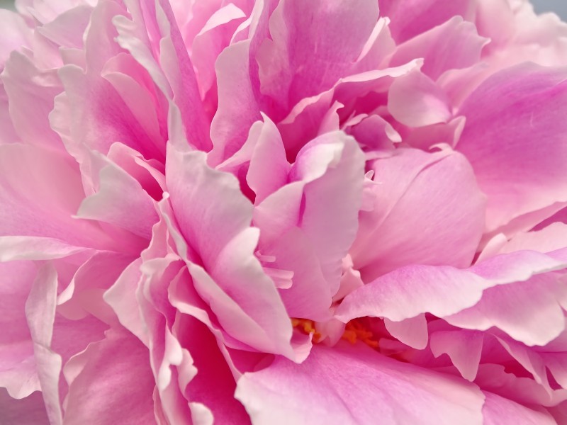 peony-2438192-2