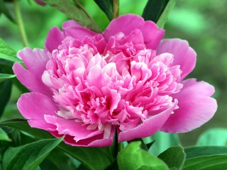 peony-3415622