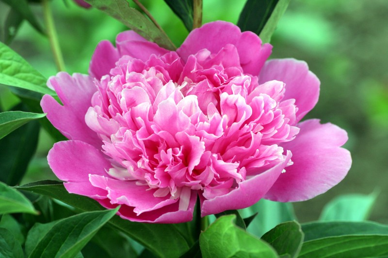 peony-3415622