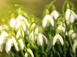 snowdrop-1192653_1280