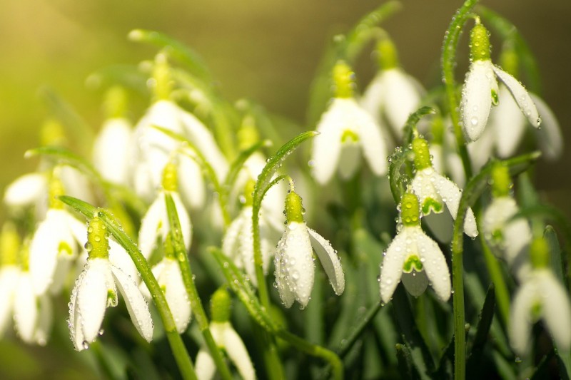 snowdrop-1192653_1280