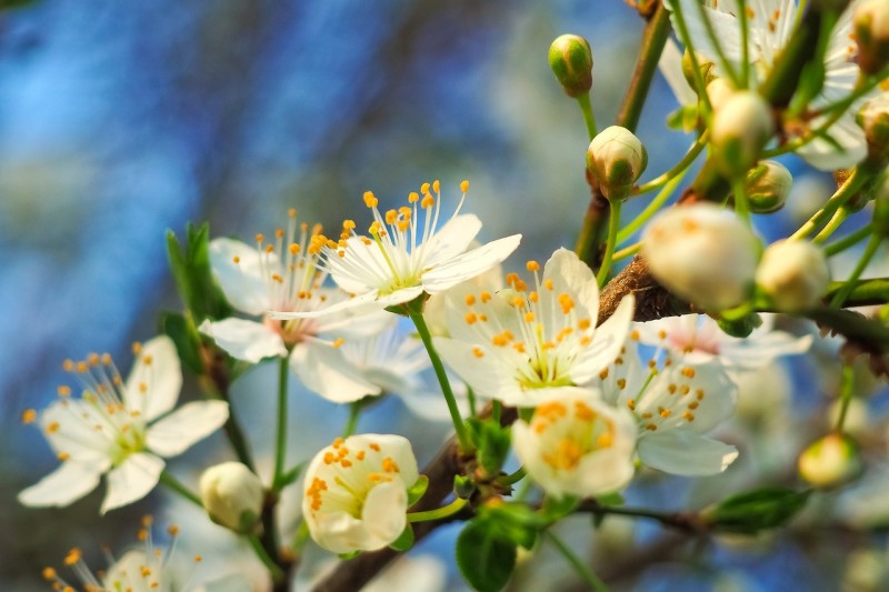 sour-cherry-2149322_1280