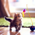 cute_kitten_playing-wallpaper-1280x960