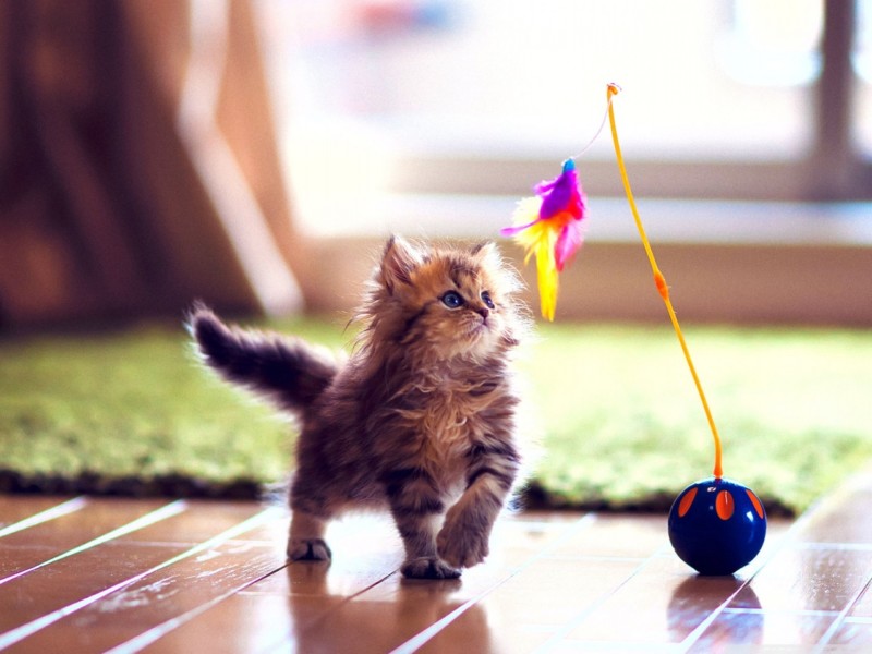 cute_kitten_playing-wallpaper-1280x960