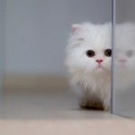 cute_white_cat-wallpaper-1440x900