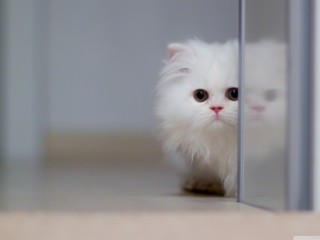 cute_white_cat-wallpaper-1440x900