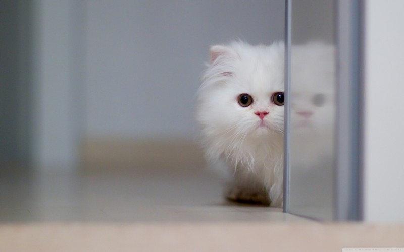 cute_white_cat-wallpaper-1440x900