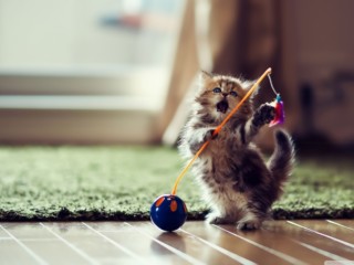 dancer_cat-wallpaper-1440x900