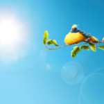 funny_birds-wallpaper-1440x900