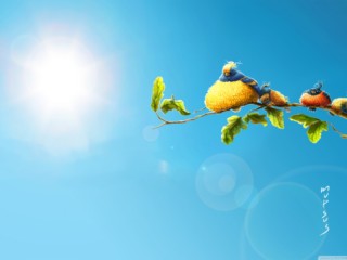 funny_birds-wallpaper-1440x900