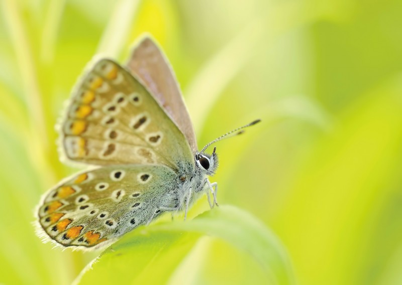 butterflies-95358_1920