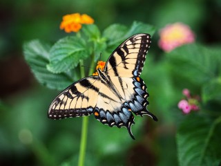 butterfly-1391809_1920