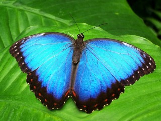 butterfly-142506_1280