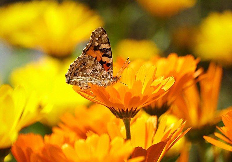 butterfly-196745_1920
