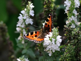 butterfly-199115_1280