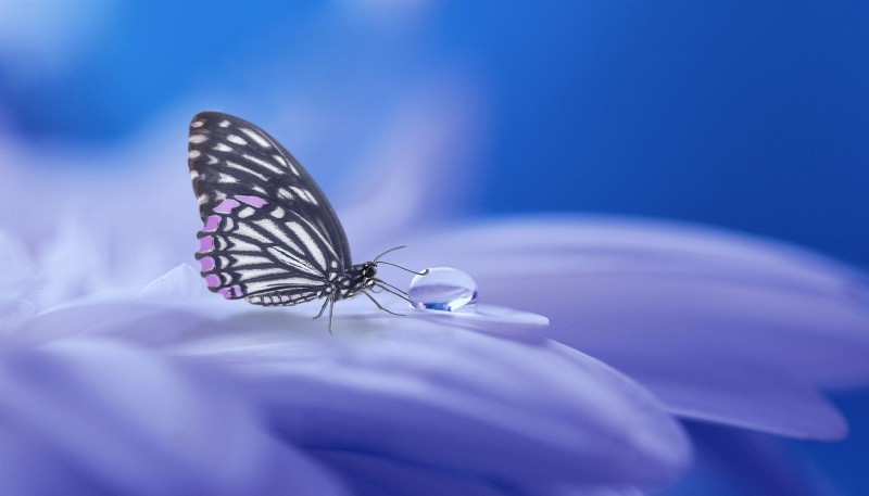 butterfly-3054736_1920