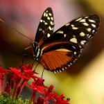 butterfly-3333179_1920