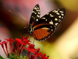 butterfly-3333179_1920