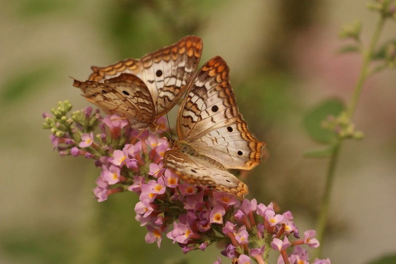 butterfly-743549_1920