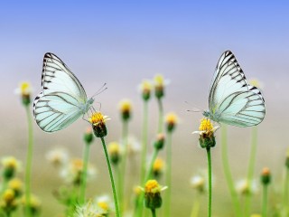 butterfly-blanc subtil